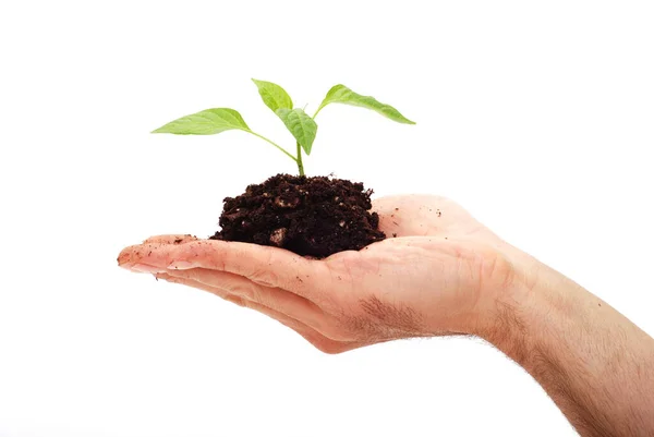 Plantering Färsk Grön För Att Rädda Miljön — Stockfoto