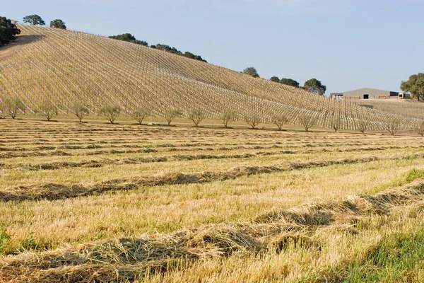 Californië Wijngaard Sceinic Landschap — Stockfoto