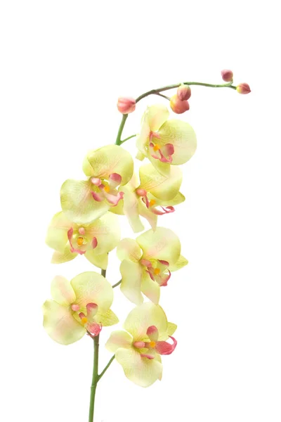 Orquídea Verde Sobre Fundo Branco — Fotografia de Stock