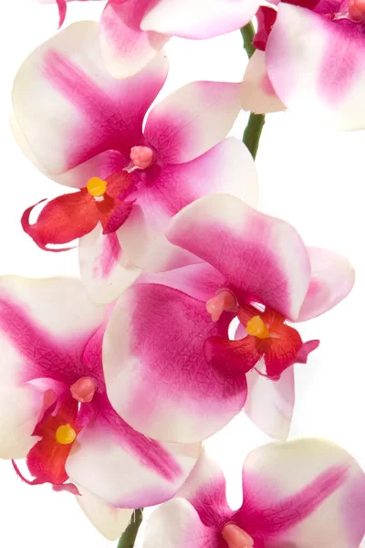 Fuchsia Orchid White Background — Stock Photo, Image