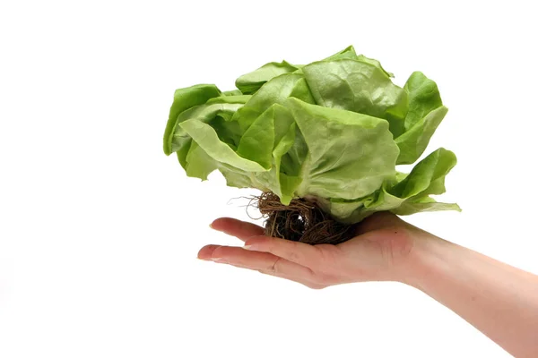 Grön Sallad Isolerad Vit Bakgrund — Stockfoto