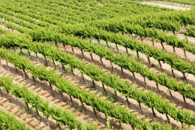 Güzel yeşil Kaliforniya üzüm bağı manzarası