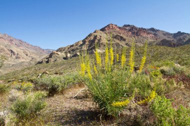Ölüm Vadisi 'nde bahar mevsiminde açan renkli çöl çiçekleri