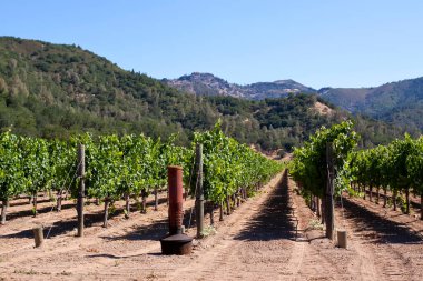 Napa Vadisi Kaliforniya 'da manzara üzüm bağı