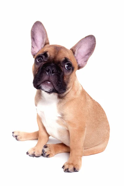 Hermoso Perrito Bulldog Francés Sobre Fondo Blanco —  Fotos de Stock