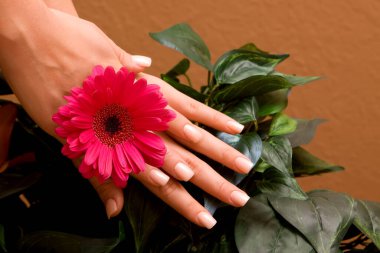 Manikürlü bir kadının elleri.