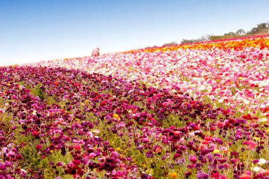 Tarlada güzel renkli çiçekler