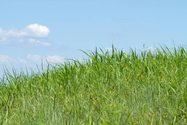 Taze yeşil çimenler mavi gökyüzüne karşı