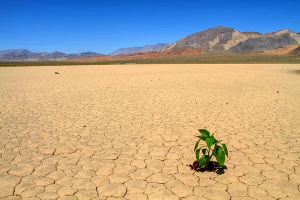 砕いた砂漠の地面に植えられた緑の新鮮な野菜 — ストック写真
