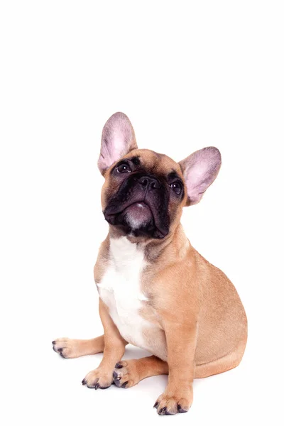 Beyaz arka planda güzel bir Fransız bulldog köpeği yavrusu.