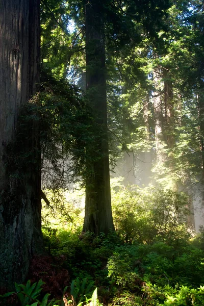 Ağaçlardan gelen güneş ışınları