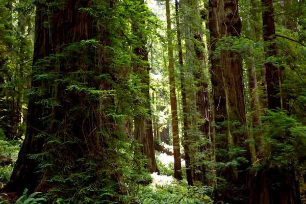 Grote Bomen Bedekt Met Mos — Stockfoto