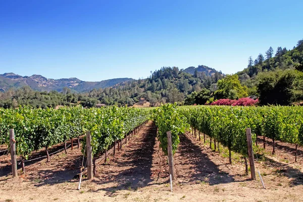 Malownicza Winnica Napa Valley California — Zdjęcie stockowe