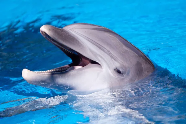 Wunderschöner Delfin Schwimmt Blauen Wasser — Stockfoto