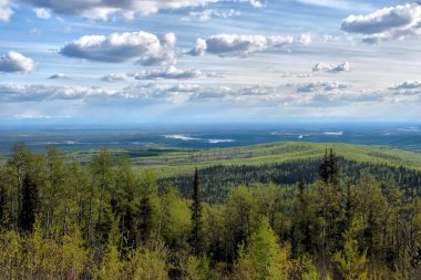 Huş ağacı ve sedir ağacı ormanı