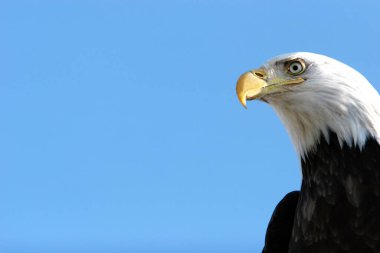 Kel kartala yaklaş.