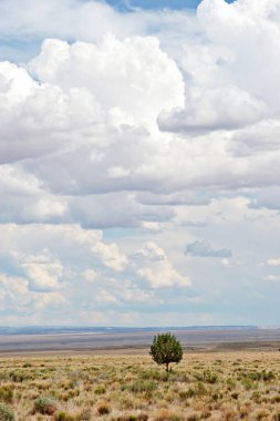 Çölde yapayalnız ağaç