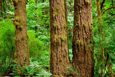 Yosun kaplı büyük bir ağaç.