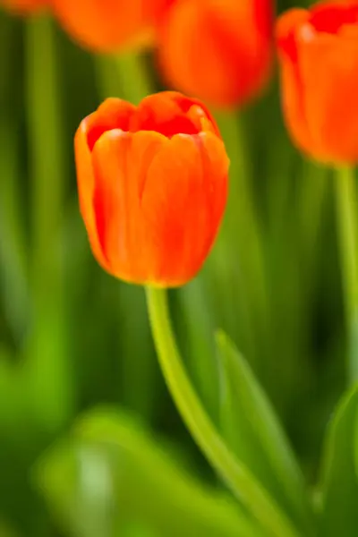 Bela Flor Tulipa Vermelha — Fotografia de Stock