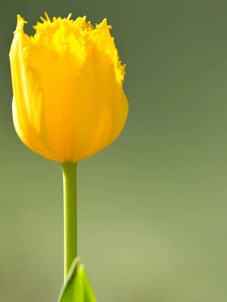 Bela Flor Tulipa Amarela — Fotografia de Stock