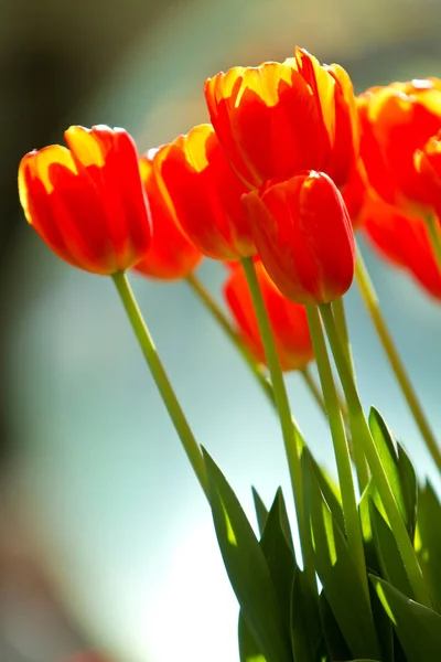Lindas Flores Vermelhas Tulipa — Fotografia de Stock