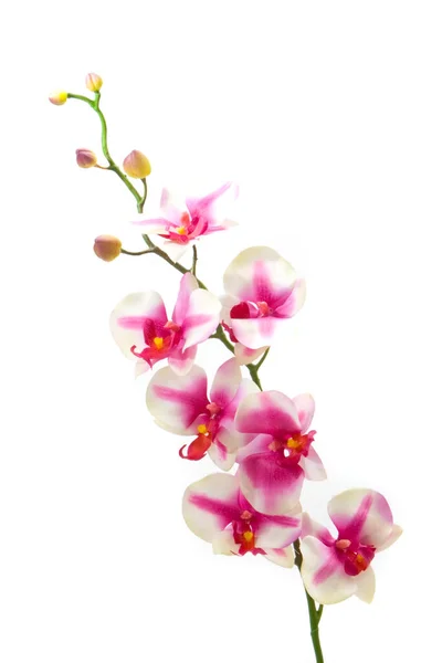 Fuchsia Orchid White Background — Stock Photo, Image