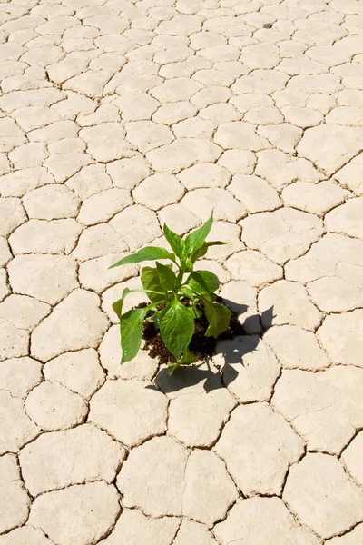 干ばつ砂漠の地面に植えられた新鮮な緑の野菜 — ストック写真