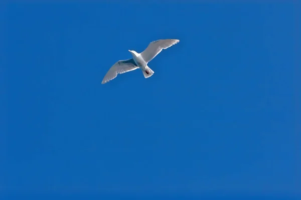 Mouette Volant Contre Ciel Bleu — Photo