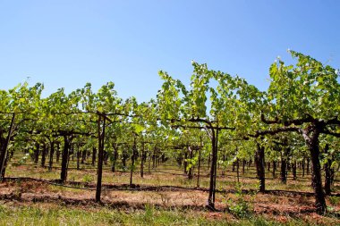 Napa Vadisi Kaliforniya 'da manzara üzüm bağı