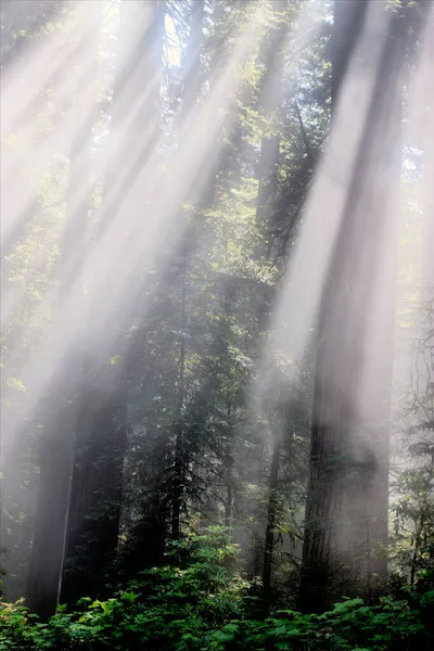 Napsugarak Futnak Fák Között Erdőben — Stock Fotó