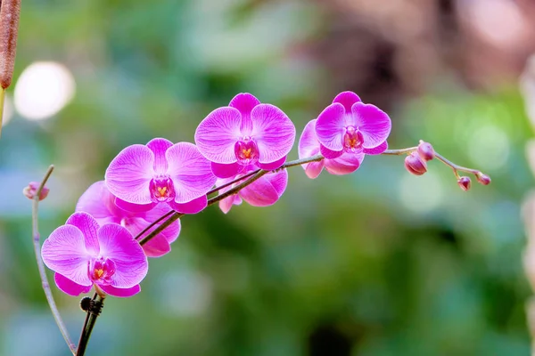 Fucshia Color Orchid Flowers Spa — Stock Photo, Image