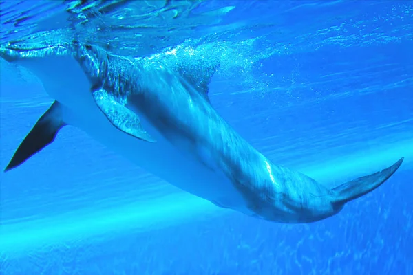 속에서 헤엄치는 아름다운 돌고래 — 스톡 사진