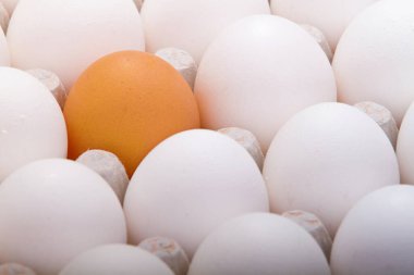 Beyaz yumurtalarda seçici kahverengi yumurta