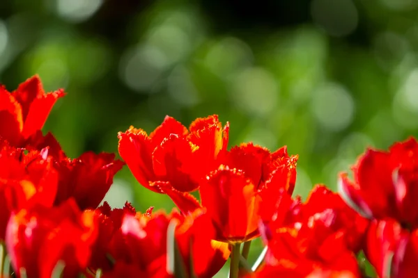 Lindas Flores Vermelhas Tulipa — Fotografia de Stock