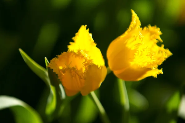 Lindas Flores Tulipa Amarela — Fotografia de Stock