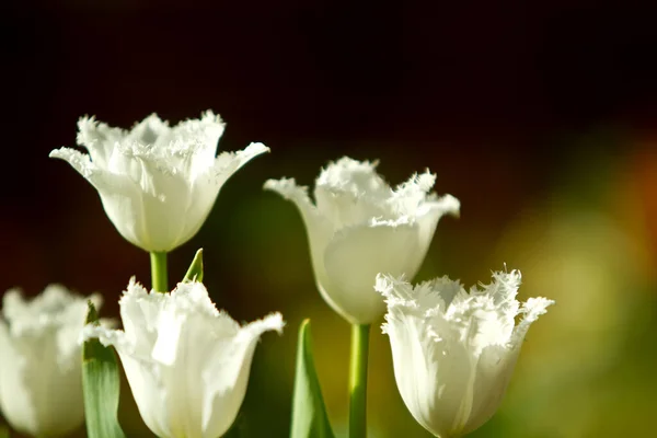 Красивые Белые Цветы Тюльпана — стоковое фото