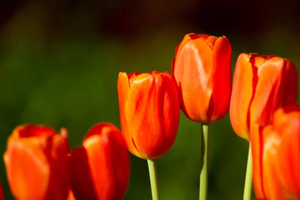 Lindas Flores Vermelhas Tulipa Sazonal — Fotografia de Stock