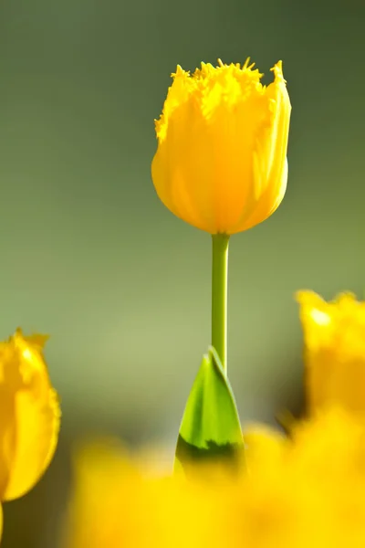 Flor Tulipa Amarela Sazonal Florescendo — Fotografia de Stock