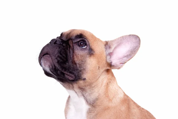 Beau Petit Bouledogue Français Chiot Sur Fond Blanc — Photo