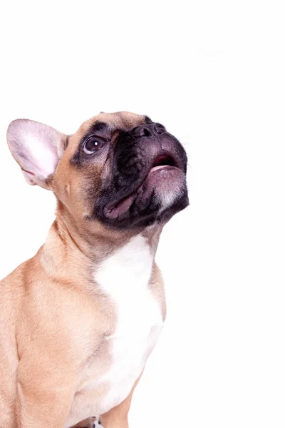 Mooie Kleine Franse Bulldog Puppy Witte Achtergrond — Stockfoto