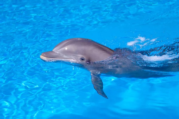 Wunderschöner Delfin Schwimmt Blauen Wasser — Stockfoto