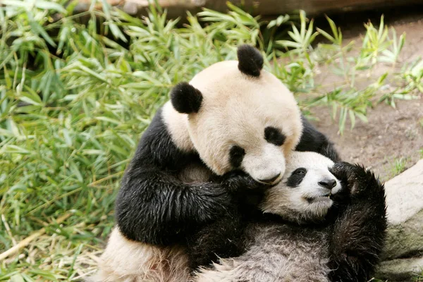Panda ve yavrusu