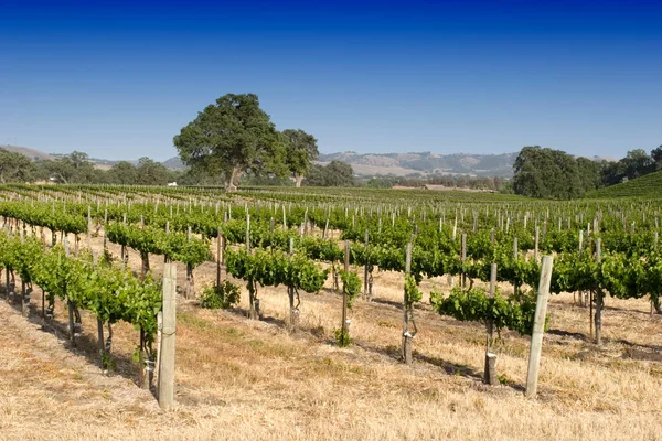 Prachtig Californisch Wijngaardlandschap — Stockfoto