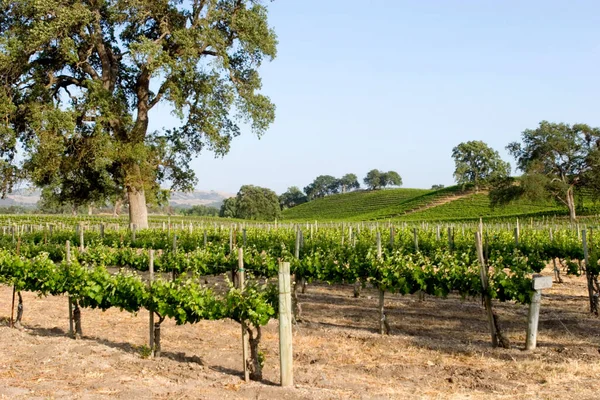 Прекрасний Каліфорнійський Виноградник Голубе Небо — стокове фото