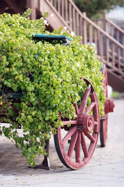 Decorative Garden Carriage Flowers — Stock Photo, Image