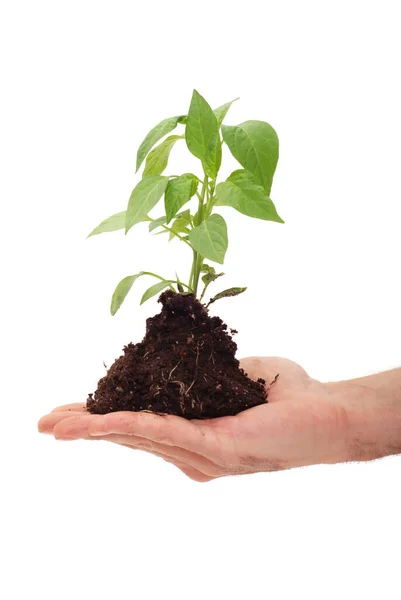 Man Gardening Green Plant Royalty Free Stock Images