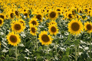 Çiftlikte büyüyen ayçiçekleri