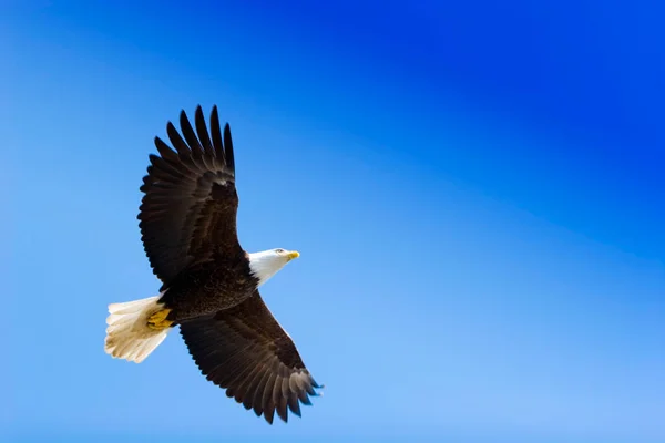 Águila Americana Cielo Azul —  Fotos de Stock