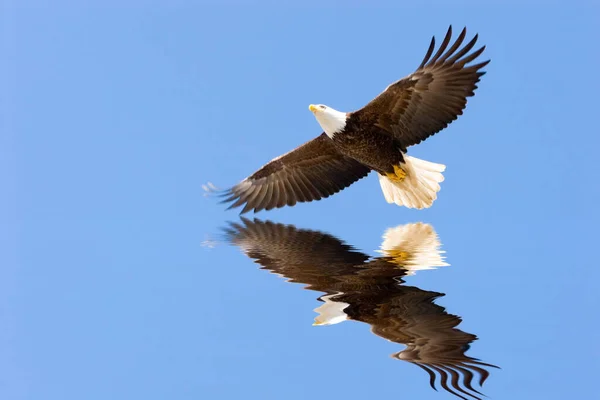 Pygargue Tête Blanche Volant Sur Ciel Bleu — Photo