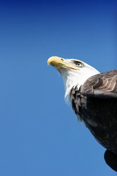 Aigle Amérique Sur Ciel Bleu — Photo